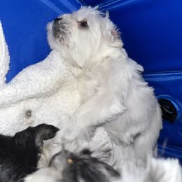 Miniature Schnauzer Puppies from Jones Fam Paws