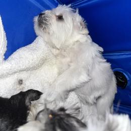 Miniature Schnauzer Puppies from Jones Fam Paws