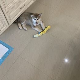 Alaskan Malamute Puppies from Sequoia Timber Malamutes