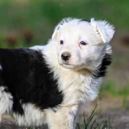 Sophie - Black and white female Border Collie puppy in Custer, South Dakota from Pinpoint Border Collies