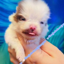 Chocolate Extreme Parti - Chocolate parti female Pomeranian puppy in Albany, Oregon from Purrs N Poms