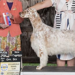 English Setters and Irish Setters from Emrock Setters