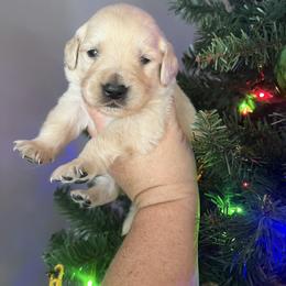 Green male - Golden male Golden Retriever puppy in Jesup, Georgia from Painted Platinum Retrievers (Painted Platinum Kennel) PPK
