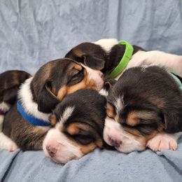 Beagle puppies from Rosehaven Homestead