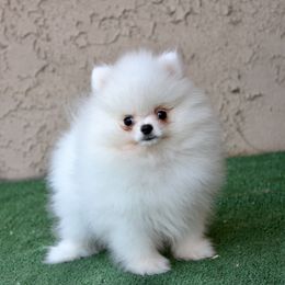 Theo - Cream male Pomeranian puppy in Salem, Oregon from BP PUPS