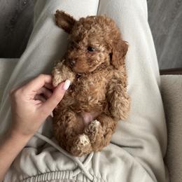 Poodle Puppies from Bruno & Co. Puppies