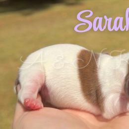Sarah - Piebald female Dachshund puppy in Brandon, Mississippi from A & N Kennel’s Mini Dachshunds