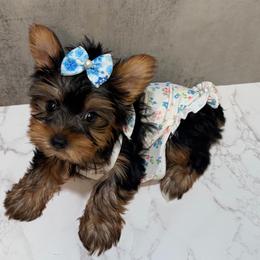 Bae - Black and gold female Yorkshire Terrier puppy in Maple Heights, Ohio from Yorkiesllc