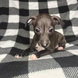 Bambi (Willow) - White and black female Italian Greyhound puppy in Haywood, Kentucky from Kentucky Greyhounds