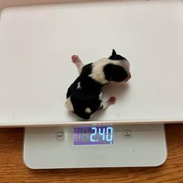 Michael - Black tan and white male Biewer Terrier puppy in Stockbridge, Georgia from Jenn’s Georgia Morkies and Biewer Terriers