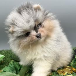 Jasmine - Blue merle female Pomeranian puppy in Newark, Ohio from Keeperofstars Pomeranians