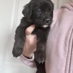 Boy 3 ( Green) - male Golden Mountain Dog puppy in Wyoming from Great Basin BMD