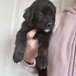 Boy 3 ( Green) - male Golden Mountain Dog puppy in Wyoming from Great Basin BMD