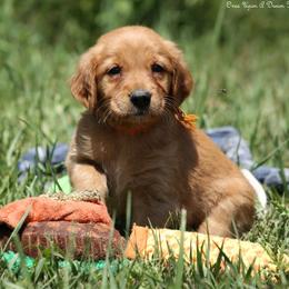 Missy Orange Boy - Dark golden male Golden Retriever puppy in Idaho Falls, Idaho from Once Upon A Dream Kennels