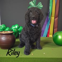 Riley - Black male Poodle puppy in Port Orange, Florida from Daytona’s Standard Poodles