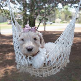 Rosalie white collar - Cream female Goldendoodle puppy in Lexington, North Carolina from Deborah’s Doodles
