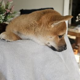 Shiba Inu Puppies from Shiba Shenanigans