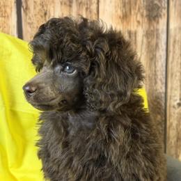 Yellow Collar - Brown female Poodle puppy in Kingston, Oklahoma from Tribal Poodles