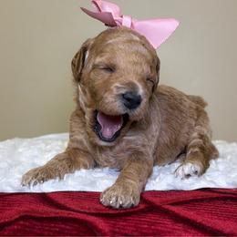 Hazel - Apricot female Goldendoodle puppy in Woodburn, Indiana from Lengachers Cuddly Doods