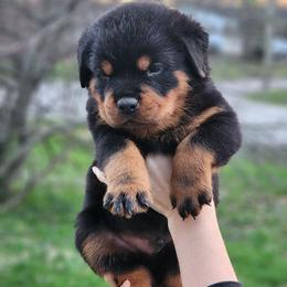 Male 2 Vom Jager Haus - Black and mahogany male Rottweiler puppy in Reynoldsburg, Ohio from Vom Jager Haus Rottweilers