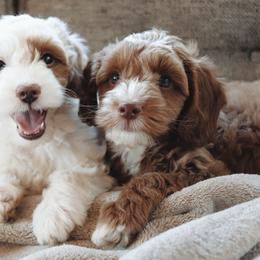 Goldendoodle Puppies from Cedarcrest Goldendoodles