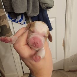 Male 3 - Orange and white male Brittany puppy in Rhoadesville, Virginia from HOMESCHOOLED BRITTANYS LLC