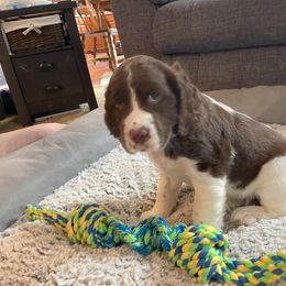 English Springer Spaniel Puppies from Timothy Naylor