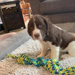 English Springer Spaniel Puppies from Timothy Naylor