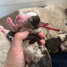 Clover - Chocolate merle female Bernedoodle puppy in New Ringgold, Pennsylvania from Hawk Mountain Doodles