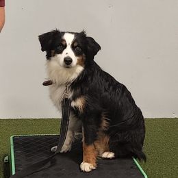 Precious - Miniature Australian Shepherd