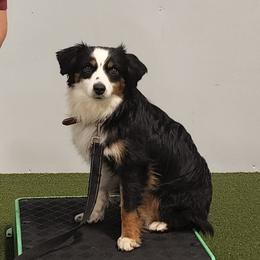 Precious - Miniature Australian Shepherd