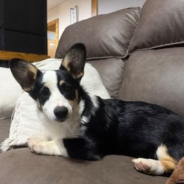 Rocket - Black and tan male Pembroke Welsh Corgi puppy in Cooper, Texas from S7 Corgis and Chaos