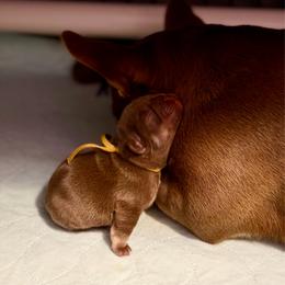 Yellow - Liver female French Bulldog puppy in Jefferson City, Missouri from Central Frenchie Haven