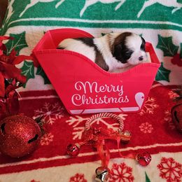 Winston - Tricolor male Shih Tzu puppy in Vernon, Texas from Jennifer's Shih Tzus