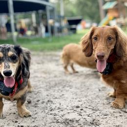Dachshund All Grown Up from Triple S Dachshunds