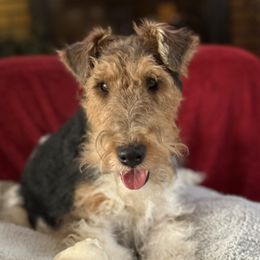 Augie - Wire Fox Terrier