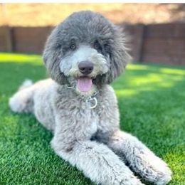 Labradoodles from Ari's Labradoodles