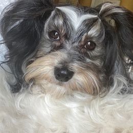 Havanese and Havapoos from MCCD