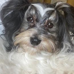 Havanese and Havapoos from MCCD