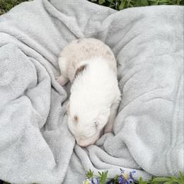 Ruby - Red merle female Border Collie puppy in Keller, Texas from Bordercollieblues