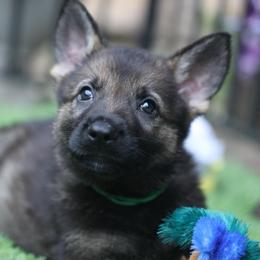 Vlad - Sable male German Shepherd puppy in Philippi, West Virginia from Vom Haus Highlands
