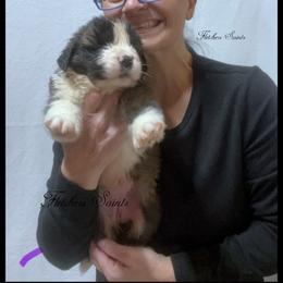 Purple - Mahogany and white female Saint Bernard puppy in New Philadelphia, Ohio from Fletchers Saints