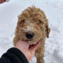 California cream - Cream male Whoodle puppy in Smallett, Missouri from Leshas Whoodles
