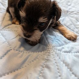 Girl 1...I call her Lillie - Liver Miniature Schnauzer puppy in Huron, Tennessee from Wilma's Paw-Paw Patch