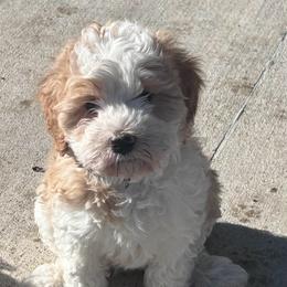 Aspen - Yellow and white female Bernedoodle puppy in Lincoln, Nebraska from GRand Doodles