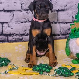 Pink Girl - Black and rust female Doberman Pinscher puppy in Shelby, North Carolina from IronBee Dobermans