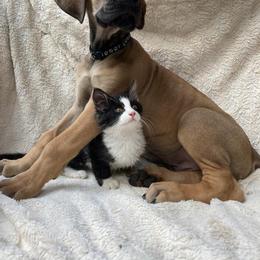 Great Dane Puppies from De Leon Danes