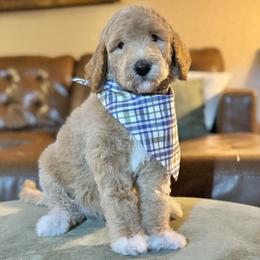 Sugar Plum (Purple Collar) - Cream female Goldendoodle puppy in Bay City, Texas from Charming Doods