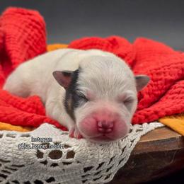(Blue) Blue Male - Blue speckled male Australian Cattle Dog puppy in Burleson, Texas from Bluebonnet Heelers