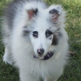 Shetland Sheepdogs from LND Shelties